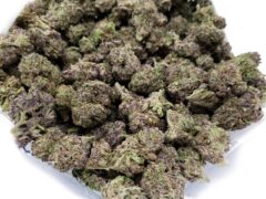 Discover Canada's Best Online Dispensaries for Quality and Service