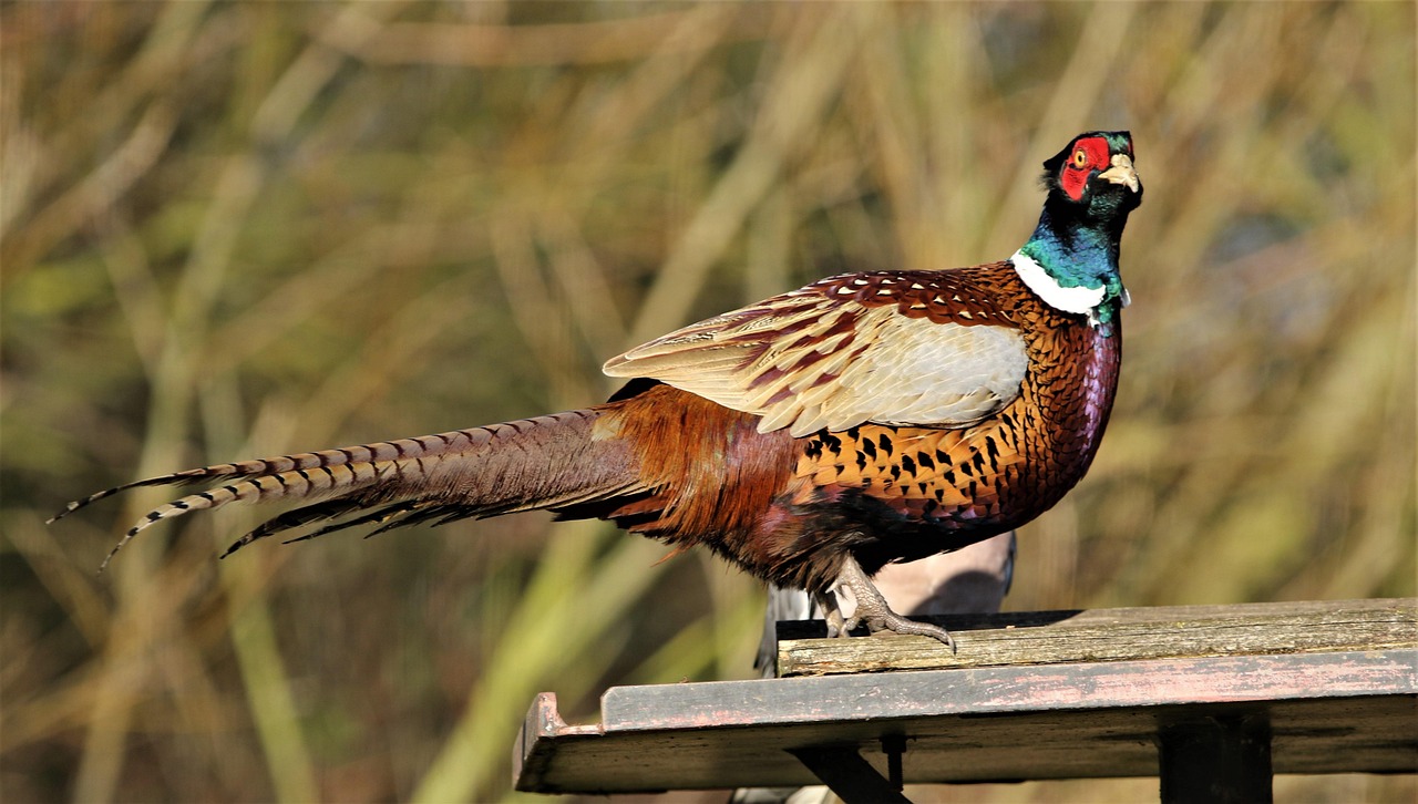 Pheasant, female, bird — Bayar Jitu Provides Stable Access for Hassle-Free Gameplay