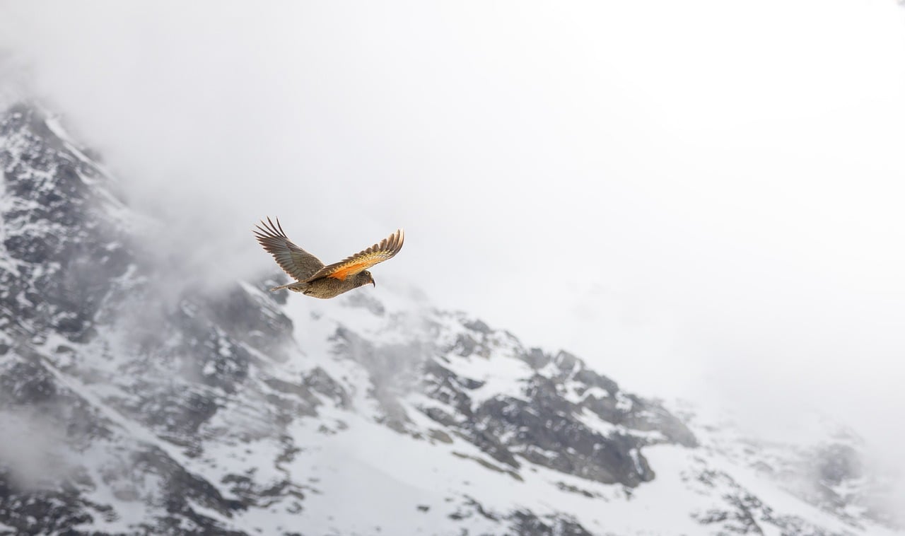 Bird, mountain, kea — examplearticle